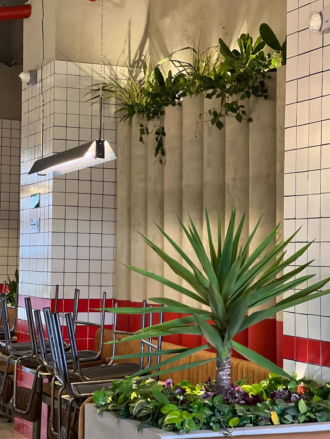 Plantas de interior en restaurante